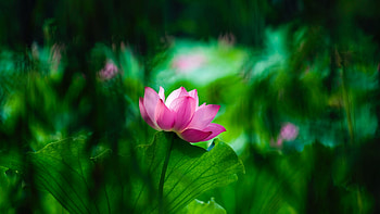 Lotus, summer, pink, flower, green, he wang, vara HD wallpaper