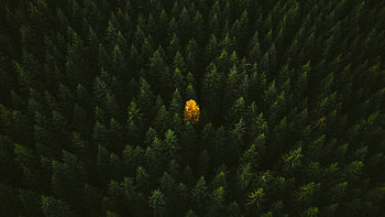 Trees In Vastra Gotaland, trees, nature HD wallpaper