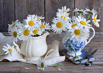 Happy Margaritas, flowers, margaritas, graphy, abstract HD wallpaper