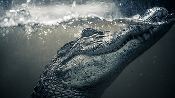 Crocodile Animals - African Crocodile HD wallpaper