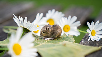 Baby Mouse, flowers, spring, mouse, daisy HD wallpaper