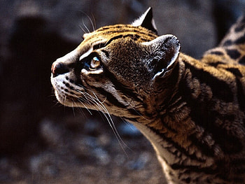 Ocelot, Stunning , Graceful feline, Captivating HD wallpaper