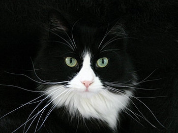 Black cat, kitten, calico, cat, eye HD wallpaper