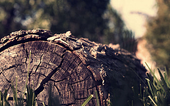 Grass, Background, Plant, Macro, Bark HD wallpaper