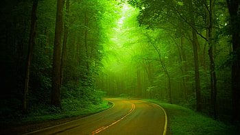 Splendor, woods, path, spring, park, wal, green, trees, road, nature, forest HD wallpaper