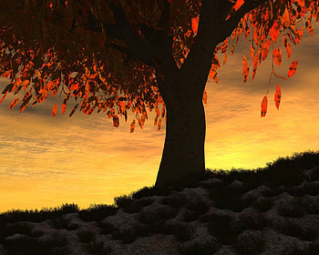 Tree, forests, nature, sunset HD wallpaper