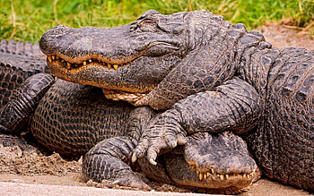 Animals, Crocodiles, Couple, Pair, Land HD wallpaper