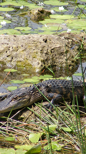 Everglades National Park, Alligator sighting, Florida wildlife, Powerful predator HD phone wallpaper