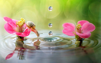 Water drops, Snail, Drops, Flowers, Water, Reflection HD wallpaper