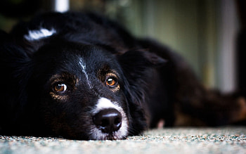 Animals, Dog, Muzzle, Sadness, Sight, Opinion, Sorrow, Waiting, Expectation HD wallpaper