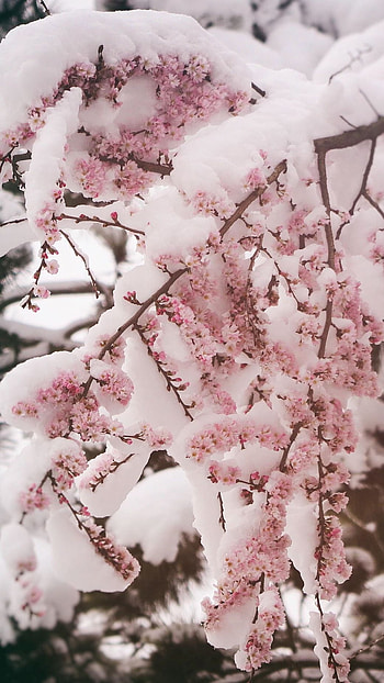 Winter Aesthetic, Snow HD phone wallpaper