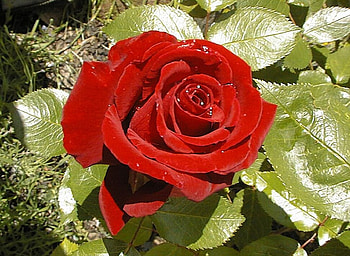 Silk rose, rose, red, flower HD wallpaper