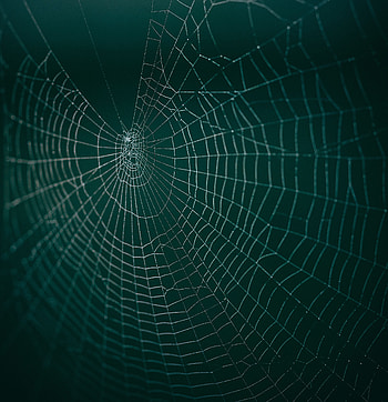 Web, Drops, Macro, Wet, Close-Up HD phone wallpaper
