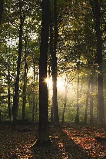 Nature, Trees, Sun, Rays, Beams, Forest HD phone wallpaper
