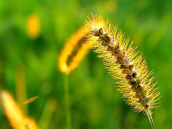 Grass, Macro, Shine, Light, Bright, Spikelet HD wallpaper