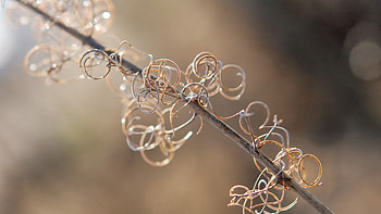 Macro, Glare, Circles, Branch, Wire HD wallpaper