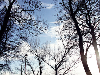 Nature, blue, white, abstract, trees HD wallpaper
