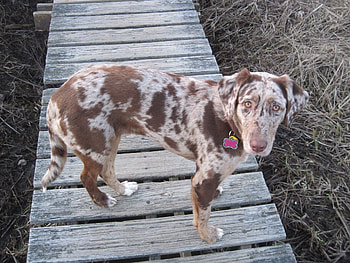 Australian Shepherd, Lab mix, Hazel eyes, Working dog breed HD wallpaper
