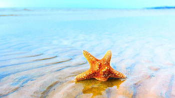Sea star , Beach-themed backgrounds, Oceanic artwork, Marine life-inspired illustrations HD wallpaper