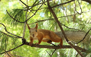 Animals, Squirrel HD wallpaper