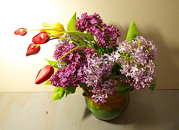 Flowers, Lilac, Tulips, Bloom, Flowering, Spring HD wallpaper