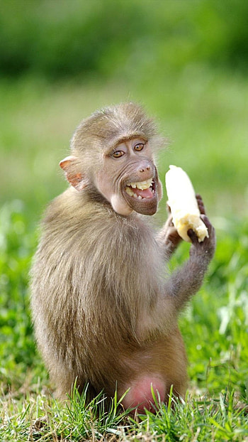 Funny, Funny Monkey HD phone wallpaper