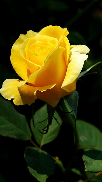 Yellow Rose, Beautiful Flower Yellow Rose HD phone wallpaper