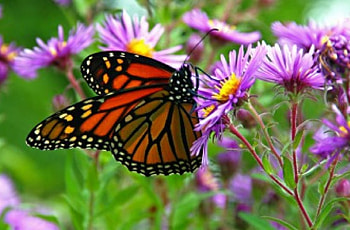 GARDEN BEAUTY, butterflies, gardens, purple, monarch, flowers HD wallpaper