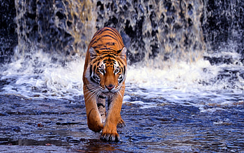 Animals, Tigers HD wallpaper