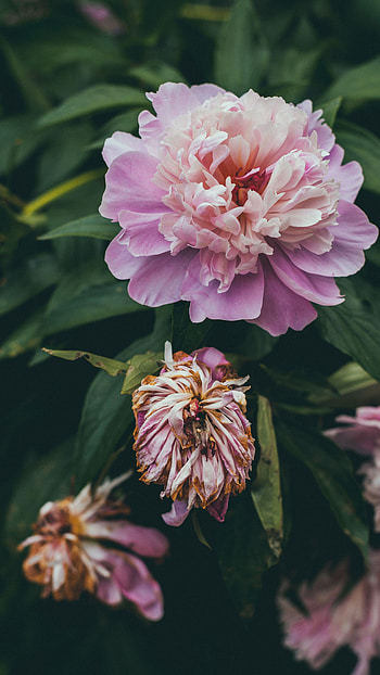 Flowers, Pink, Flower, Buds, Pion, Peony HD phone wallpaper