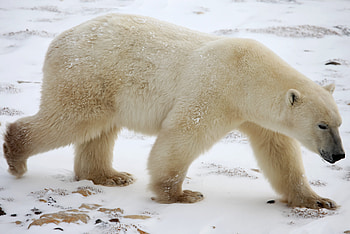 Animals, Winter, Snow, Polar Bear HD wallpaper