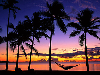 Nature, Sunset, Palms, Shore, Bank, Evening, Hammock, Fiji HD wallpaper