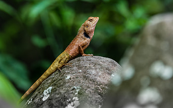Animals, Rock, Stone, Lizard, Reptile, Amphibian HD wallpaper