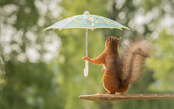 Cute squirrel , Charming and lovable, Cute animals, Aww HD wallpaper