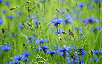Cornflowers, blue, nature, flowers HD wallpaper