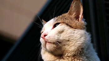 Animals, Cat, Muzzle, Shadow, Ears, Nose HD wallpaper