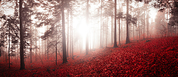Forest, trees, autumn, nature, Swiss HD wallpaper