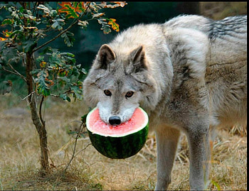 dessert!!, winter, dog, canis lupus, lone wolf, wolf, howling, snow, the pack, mythical, white, timber, wolves, grey, lobo, wisdom beautiful, grey wolf, nature, canine, friendship, arctic, solitude, black, quotes, wolf pack, , wild animal black, wolfrunning, abstract, pack, majestic, howl, spirit, wolf HD wallpaper