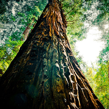 Redwood forest beauty, Captivating scenes, Tranquil nature, Serene landscapes HD phone wallpaper