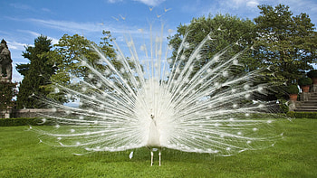 Animals, Grass, Bird, Peacock, Tail HD wallpaper