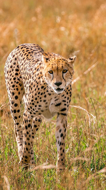 Cheetah, Yellow Black Print HD phone wallpaper