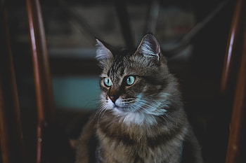 Animals, Cat, Fluffy, Muzzle HD wallpaper