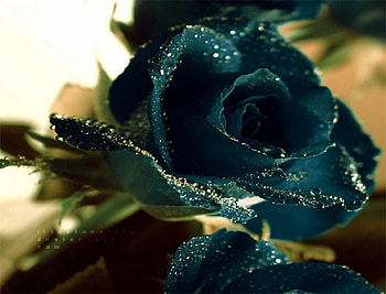 black beauty, black, plants, soft, nice, rose, delicate, pretty, petals, bud, nature, flowers, lovely HD wallpaper