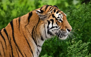 Animals, Muzzle, Predator, Tiger, Profile HD wallpaper
