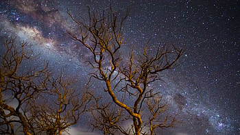 Milky Way Galaxy Tree Dark , milky-way, universe, graphy, digital-universe, scifi HD wallpaper