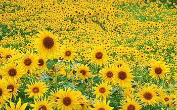 Landscape, Flowers, Fields, Sunflowers HD wallpaper