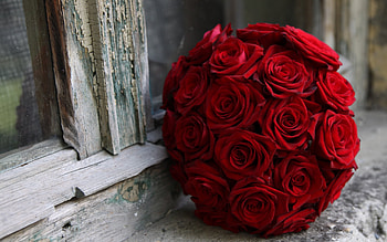 Plants, Flowers, Roses, Bouquets HD wallpaper