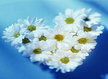 heart of daisys, heart, spring, daisy HD wallpaper