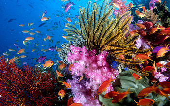 Aquarium world, Coral reef , PC HD wallpaper