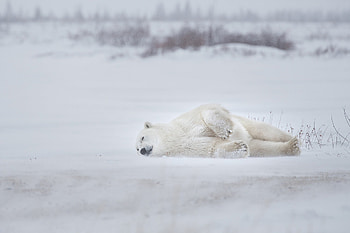 Majestic Polar Bear: Stunning Wildlife, Animal, polar bear HD wallpaper